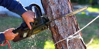 Best Tree Risk Assessment  in Braddock Hills, PA